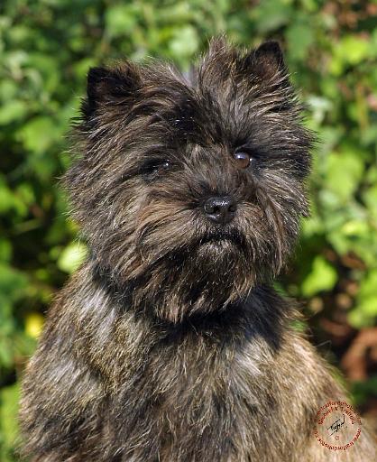 Cairn Terrier 9W048D-142.JPG